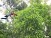 MANGO_TREE
