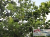 NARANJA_AGRICULTURA