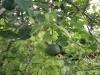 NARANJA_AGRICULTURA2