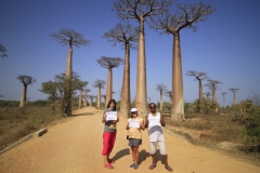 Avenue of the Baobabs. Авенюто на баобабите.