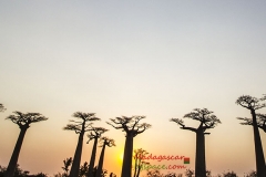 Avenue of the Baobabs. Авенюто на баобабите.