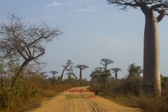 Avenue of the Baobabs. Авенюто на баобабите.