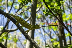 Природен Парк Анжи Мадагаскар