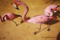 ЕxCaret Mexico