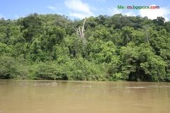 Usumacinta