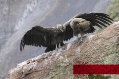 Colca