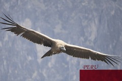 Colca