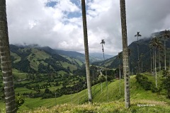 Кокора